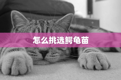 怎么挑選鱷龜苗