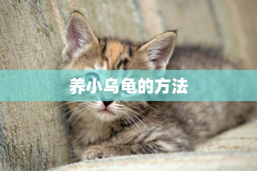 養小烏龜的方法