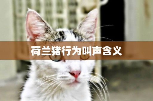 荷蘭豬行為叫聲含義