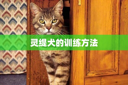 靈緹犬的訓練方法