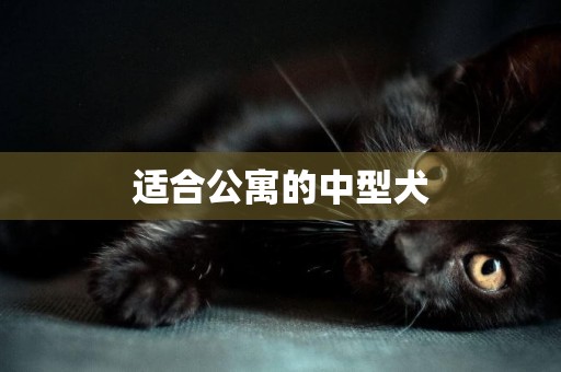適合公寓的中型犬