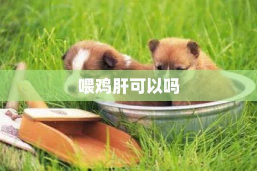 喂雞肝可以嗎