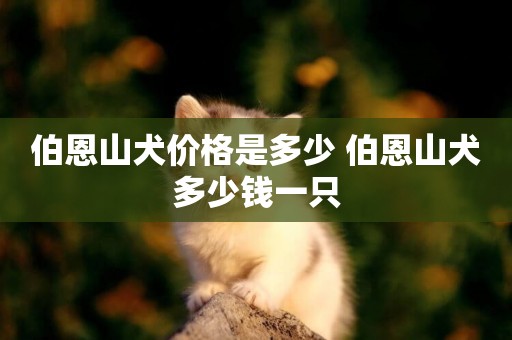 伯恩山犬價格是多少 伯恩山犬多少錢一只