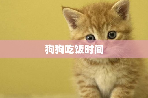 狗狗吃飯時間