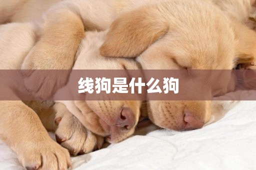 線狗是什么狗