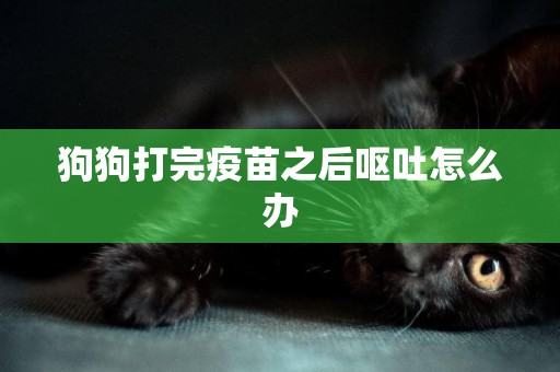 狗狗打完疫苗之后嘔吐怎么辦