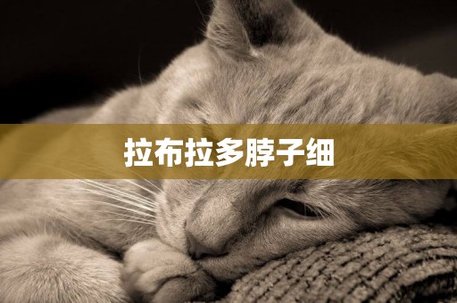 拉布拉多脖子細
