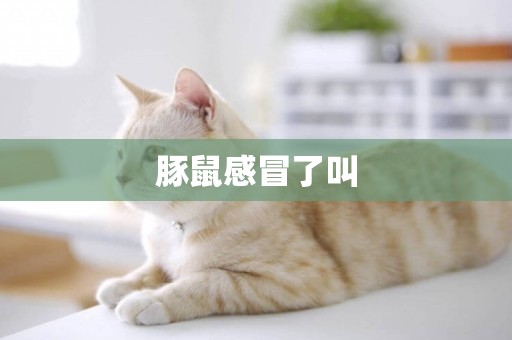 豚鼠感冒了叫
