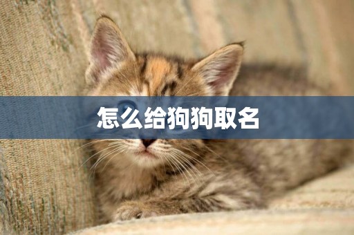 怎么給狗狗取名