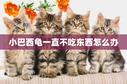 小巴西龜一直不吃東西怎么辦