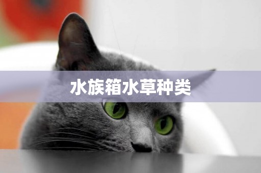 水族箱水草種類