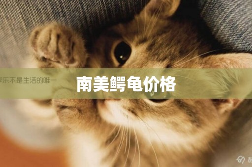 南美鱷龜價格