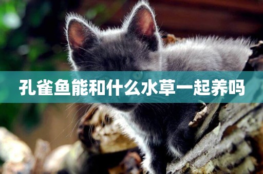 孔雀魚能和什么水草一起養嗎