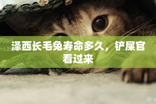澤西長毛兔壽命多久，鏟屎官看過來