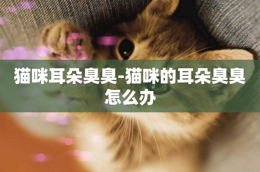貓咪耳朵臭臭-貓咪的耳朵臭臭怎么辦