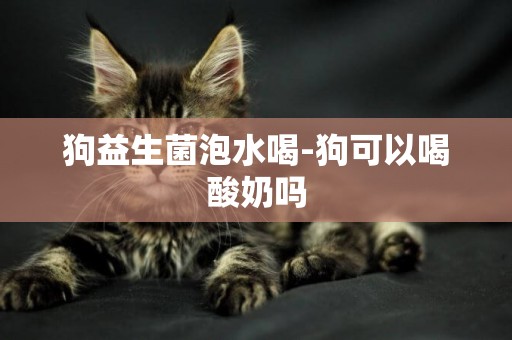 狗益生菌泡水喝-狗可以喝酸奶嗎