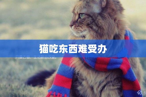 貓吃東西難受辦