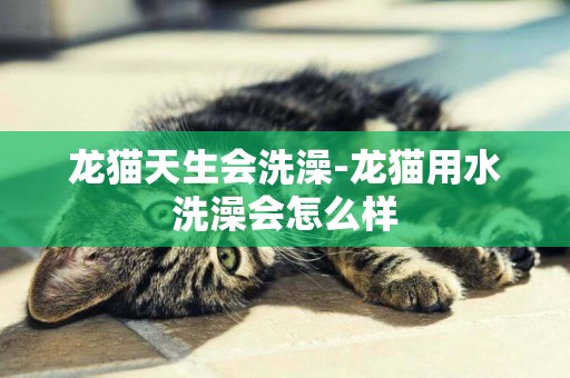 龍貓天生會洗澡-龍貓用水洗澡會怎么樣