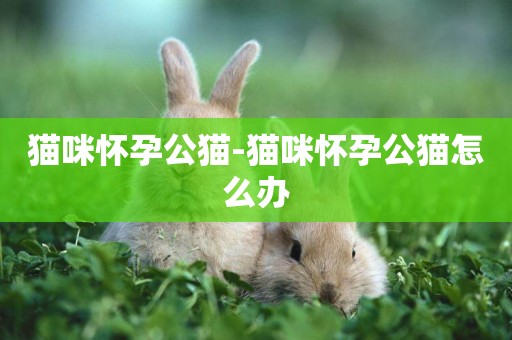 貓咪懷孕公貓-貓咪懷孕公貓怎么辦