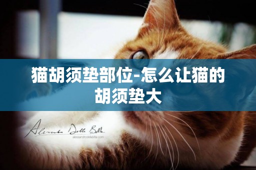 貓胡須墊部位-怎么讓貓的胡須墊大