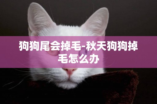 狗狗尾會掉毛-秋天狗狗掉毛怎么辦