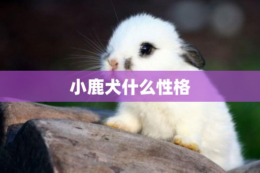 小鹿犬什么性格