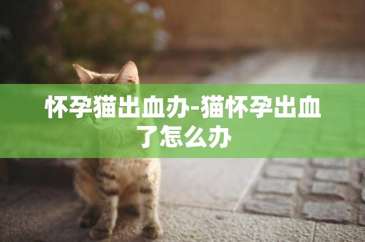 懷孕貓出血辦-貓懷孕出血了怎么辦