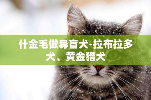 什金毛做導盲犬-拉布拉多犬、黃金獵犬
