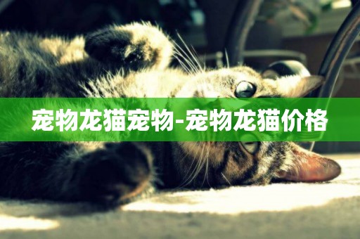 寵物龍貓寵物-寵物龍貓價格