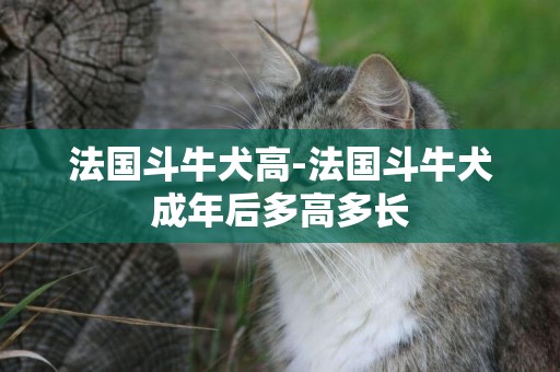 法國斗牛犬高-法國斗牛犬成年后多高多長