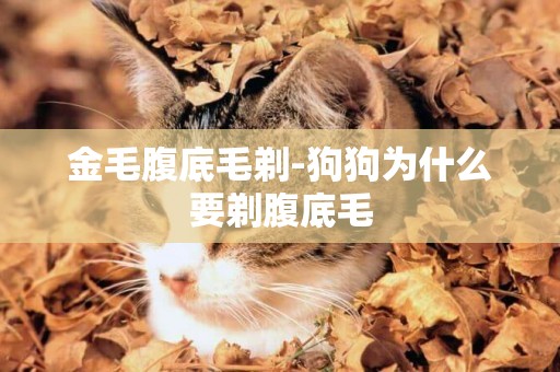 金毛腹底毛剃-狗狗為什么要剃腹底毛