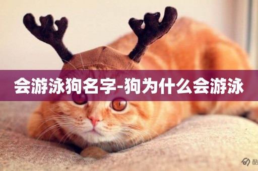 會游泳狗名字-狗為什么會游泳