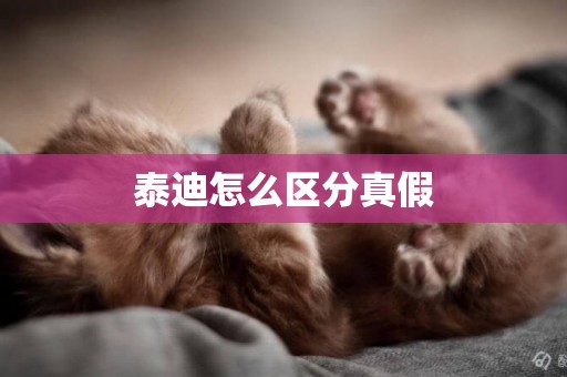 泰迪怎么區分真假
