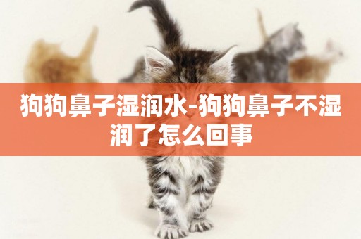 狗狗鼻子濕潤水-狗狗鼻子不濕潤了怎么回事