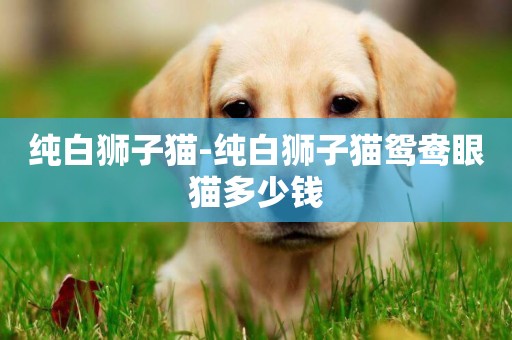 純白獅子貓-純白獅子貓鴛鴦眼貓多少錢