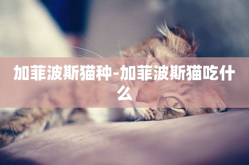 加菲波斯貓種-加菲波斯貓吃什么