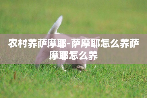 農村養薩摩耶-薩摩耶怎么養薩摩耶怎么養