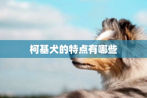 柯基犬的特點有哪些