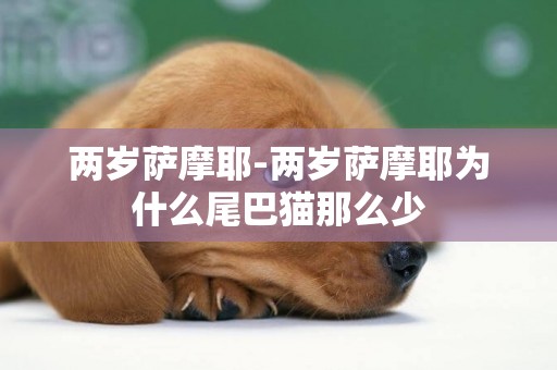 兩歲薩摩耶-兩歲薩摩耶為什么尾巴貓那么少