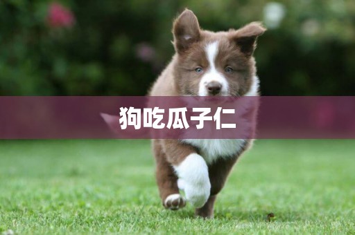 狗吃瓜子仁