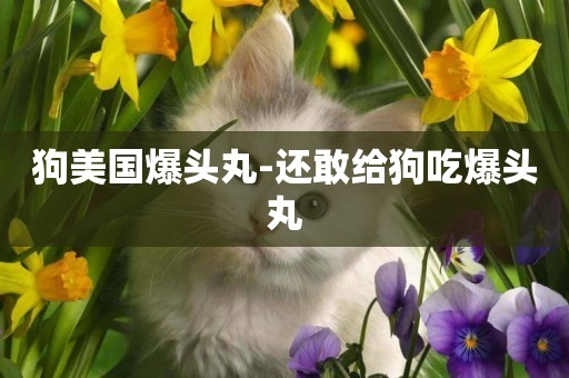狗美國爆頭丸-還敢給狗吃爆頭丸