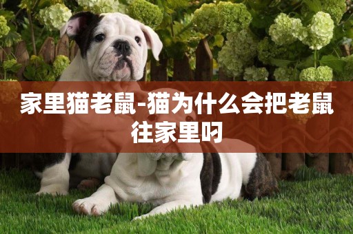 家里貓老鼠-貓為什么會把老鼠往家里叼