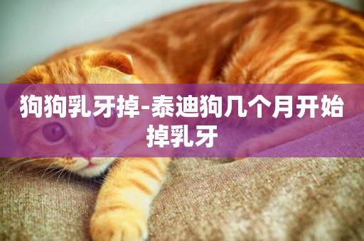 狗狗乳牙掉-泰迪狗幾個月開始掉乳牙