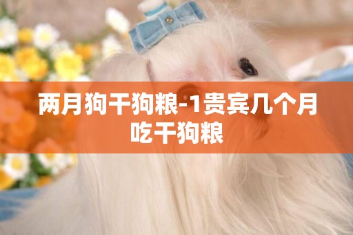兩月狗干狗糧-1貴賓幾個月吃干狗糧