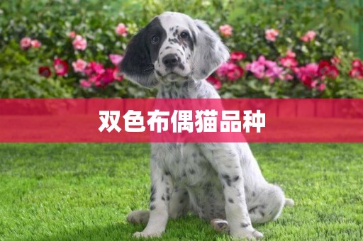 雙色布偶貓品種