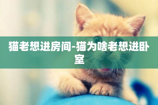 貓老想進房間-貓為啥老想進臥室