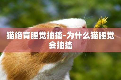 貓絕育睡覺抽搐-為什么貓睡覺會抽搐