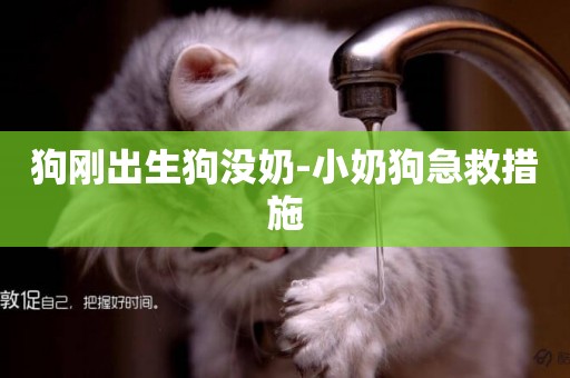 狗剛出生狗沒奶-小奶狗急救措施