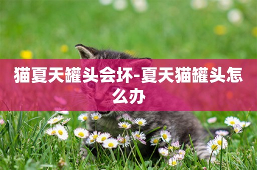 貓夏天罐頭會壞-夏天貓罐頭怎么辦
