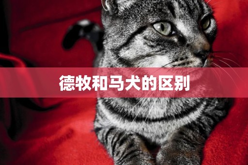 德牧和馬犬的區別